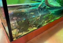 Canberra Reptile Zoo景点图片