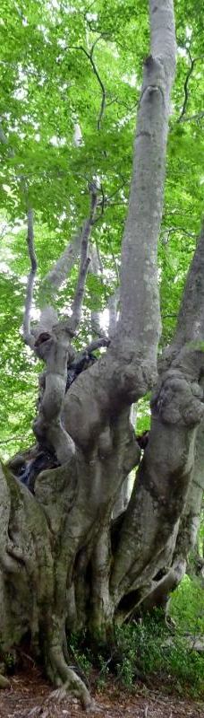 Nakajimadai Shishigahana Marsh-仁贺保市