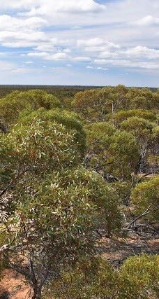 Warepil Lookout-奥延