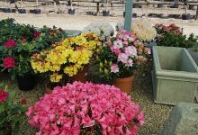 Parkhill @ White Lodge Garden Centre购物图片