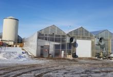 Sunshine Greenhouses Ltd (Redcliff Facility)购物图片