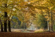 Camping "De Hoge Linde"景点图片
