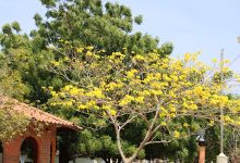 Antonio Cedeño Cerrud Park景点图片