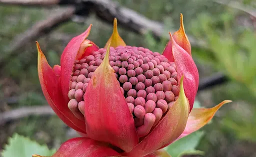 Nattai National Park