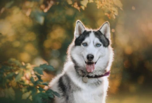 Vivero La Playa Km 5 Gachancipa Sesquilé购物图片