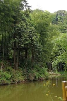 宣汉县峨城竹海公园-宣汉