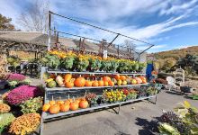 Hickory Hollow Nursery and Garden Center购物图片
