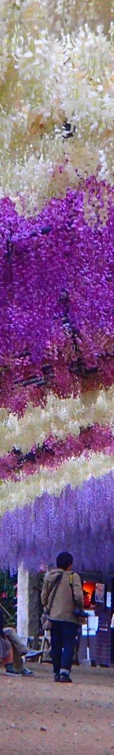 河内藤园-北九州