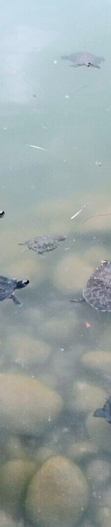 Parco della Pellerina-都灵