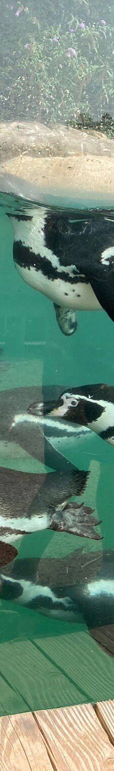 Biotropica, animal gardens-瓦德勒伊