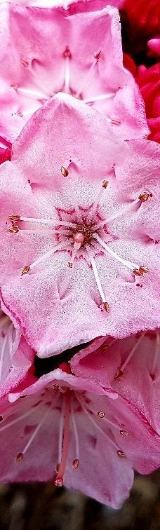 本那比山公园-本那比