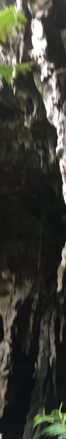 Grotte de Hortense-松树岛