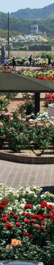 Yoshiumi Rose Park-今治市
