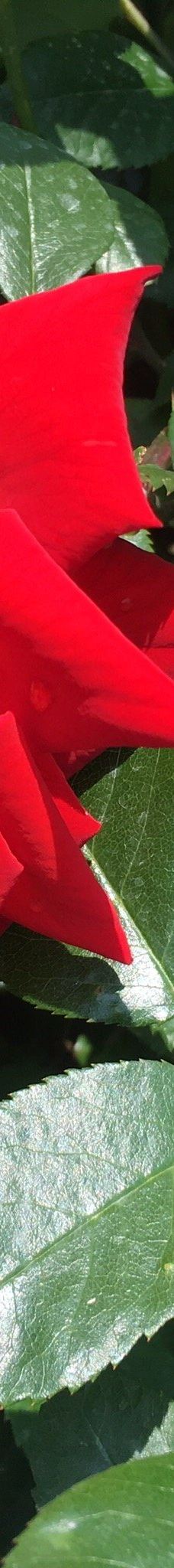 Yoshiumi Rose Park-今治市