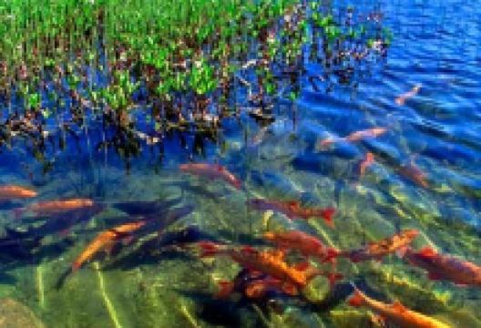 The Goldfish Lake景点图片