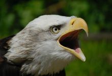 Liberty's Owl Raptor and Reptile Centre景点图片