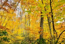 American Legion State Forest景点图片