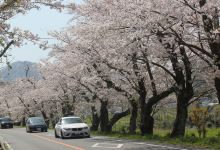 狩野川さくら公园景点图片