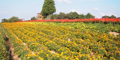 Menard Aoyama Resort Herb Garden