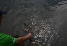 Malua Turtle Feeding Pool景点图片