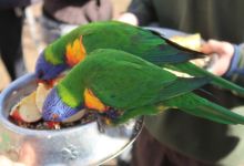 Elbenjo animal sanctuary景点图片