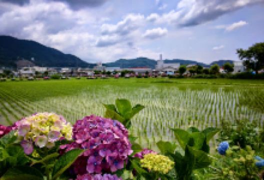 「快晴茶」- あしがらグリーンファーム购物图片