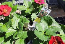 Ron's Garden Center购物图片