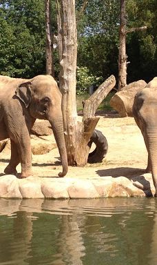 Twycross Zoo-阿瑟斯通