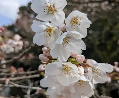 清水湧水