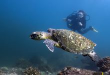 Scuba Coiba景点图片