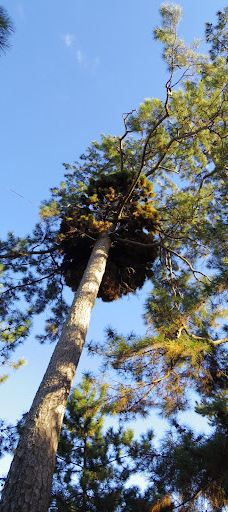 赞岐国分寺-高松