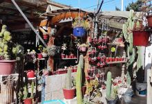 Cactario La Portada购物图片