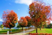 Dundee Billick Park景点图片