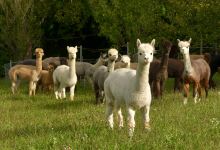 Alpacolor Alpakazucht景点图片