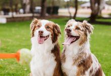 Greenslope Fenced Dog Park景点图片