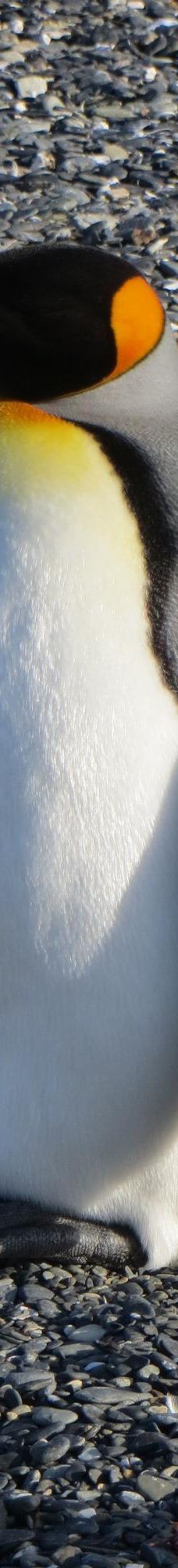 Isla Martillo-乌斯怀亚