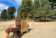 Northern Solstice Alpaca Farm购物图片