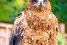 Dalhousie Castle Falconry景点图片