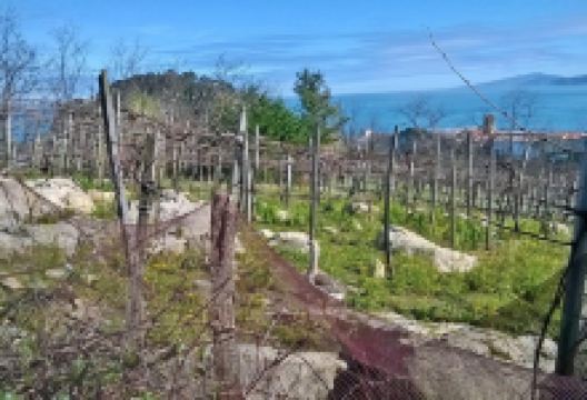 Olatu Txakoli景点图片