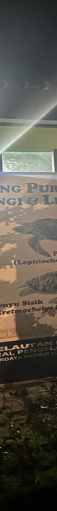 Kurma Asih Sea Turtle Conservation Center-巴厘岛