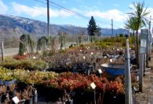 Sandhu Greenhouses & Nursery景点图片