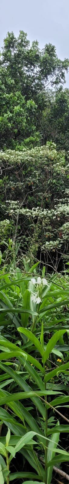 Parque Estadual Mata do Limoeiro-伊塔比拉