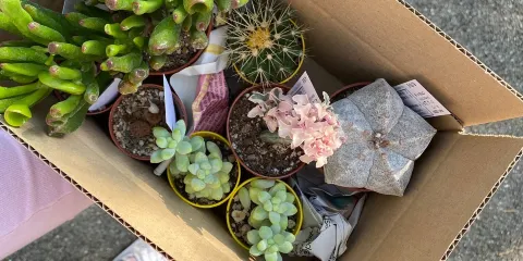 Kuentz le Monde des Cactus