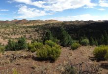 Warraweena Conservation Park景点图片
