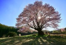 天王桜景点图片