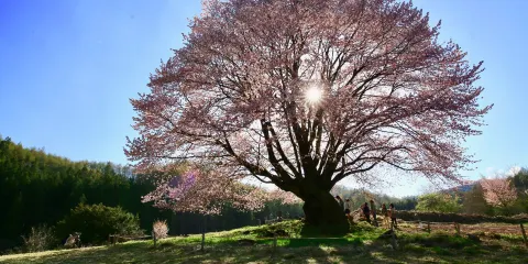 天王桜