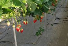 Yamamoto Strawberry Farm景点图片