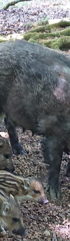 ErlebnisWald Trappenkamp-Daldorf