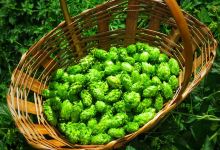 Cervejaria Alter景点图片
