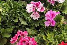 Garden Flor de Neu Floristería购物图片